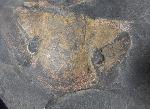 Hoekaspis megacantha (LEANZA 1941) - Bild &copy; FossNet FossilienStore